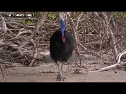 L’ Australie sauvage part2 La Jungle des Grands Oiseaux