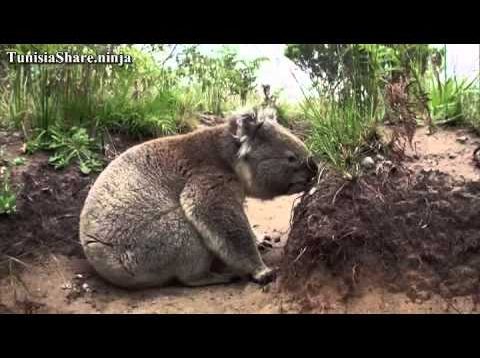 L’ Australie Sauvage Part4 Les Forets des Koalas